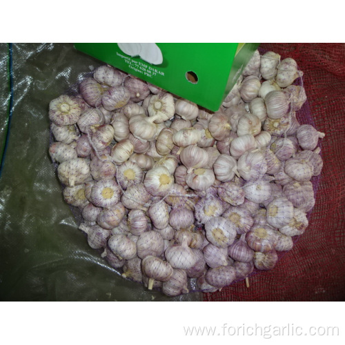 Fresh Normal Garlic Jinxiang